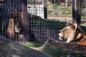 Kако „избега“ лавот од Зоолошката во Битола-Кога лажните вести шират паника