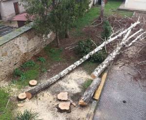 Исечените дрва во Горната гимназија се заради плитки корења, велат од „Комуналец“, на реакцијата на професорот Ристов