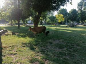 Крави „загосподарија“ со Градскиот парк во Битола