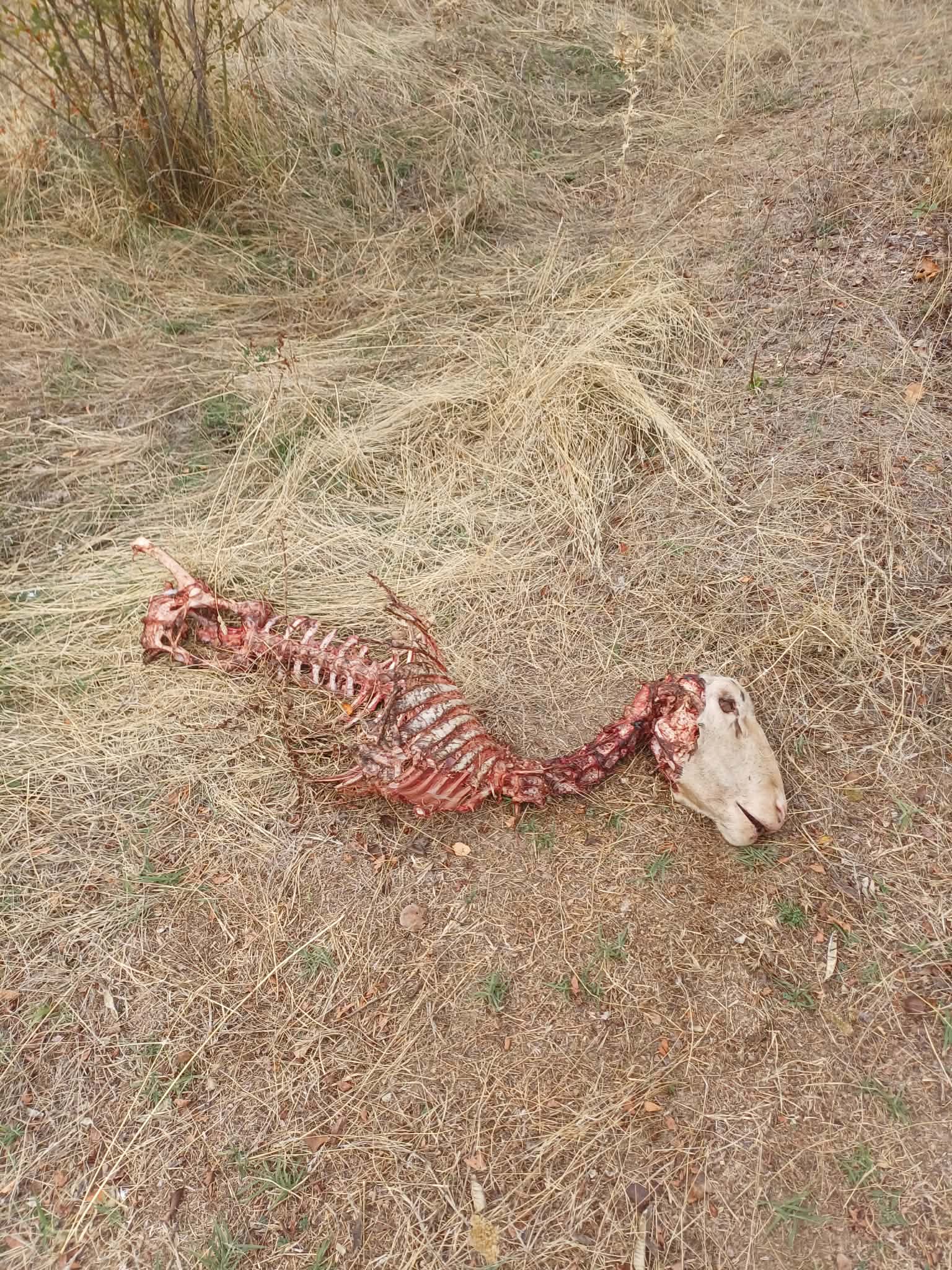 овца 2