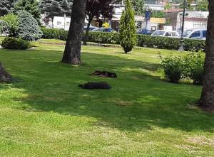 СВР Битола-Во еден ден четворица граѓани каснати од кучиња скитници