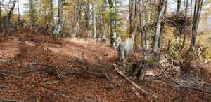 Акции на Шумската полиција против  нелегална сеча на огревно дрво