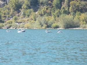 Не е забележано угинување на пеликани на македонска страна од Преспа