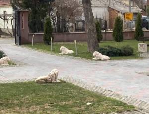 „Скопје 2014“ оживеа во Новаци, скулптурите со лавови вратени во дворот на општинската зграда