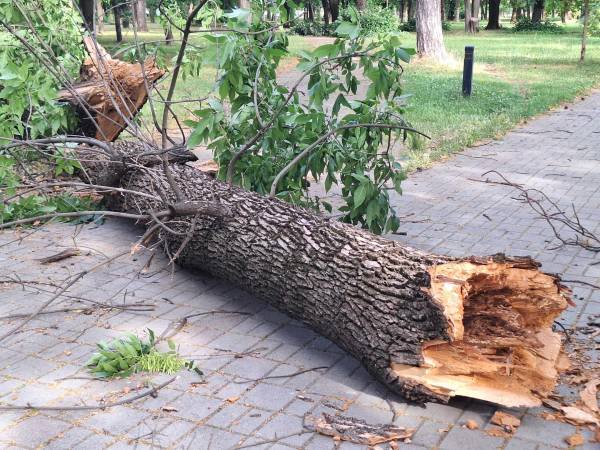 По невремето, откорнати дрвја, искршени гранки во паркот на битолското Шеталиште