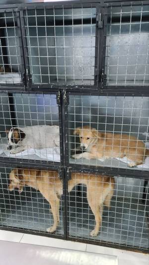Oпштина Битола активно на терен за решавање на долгогодишниот проблем со бездомните кучиња