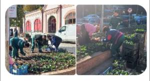 „Комуналец“ Битола го разубавува градот со цветни леи од љубичици и зимзелени садници