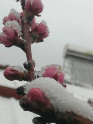 Априлскиот снег ги натежна гранките на расцутените дрвја
