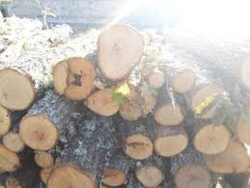 Полицијата кај Сопотница фати камион со 19 кубици  дрва без документација