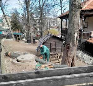 „Комуналец“ со предновогодишно кастрење уредување на дрворедот во Зоолошката Градина