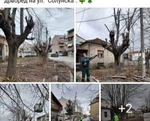 „Комуналец“ Битола со зимско кастрење и уредување на дрворедите низ градот