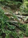 Акции  на битолската шумската полиција против дрвокрадците